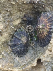 Siphonaria australis