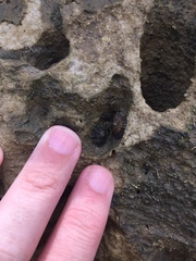 Siphonaria australis