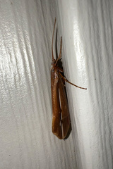 Psychoglypha