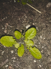 Youngia
