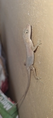 Anolis cupreus