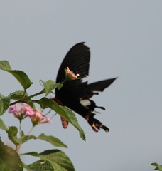Byasa