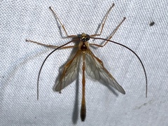 Enicospilus