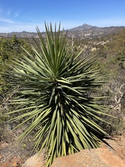 Yucca capensis