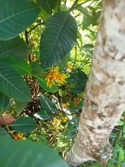 Palicourea padifolia
