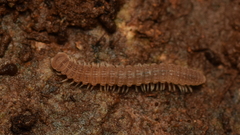 Striariinae