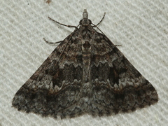 Dichromodes longidens