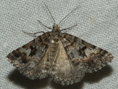 Dichromodes longidens
