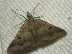 Dichromodes mesogonia