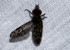 Tabuda varia