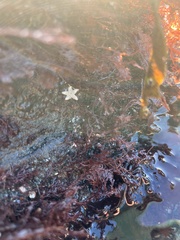 Leptasterias hexactis