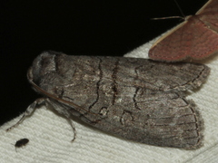 Discophlebia celaena