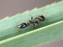 Pseudomyrmex ejectus