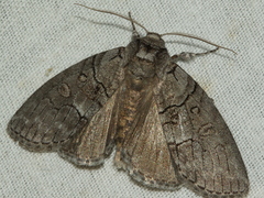 Discophlebia celaena