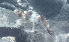 Sepioteuthis lessoniana