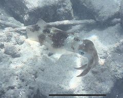 Sepioteuthis lessoniana