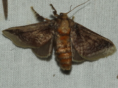 Doratifera oxleyi