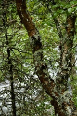 Betula neoalaskana