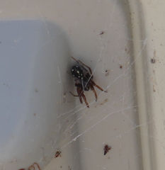 Nyssus albopunctatus