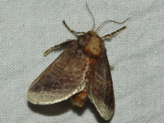 Doratifera oxleyi