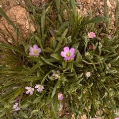 Calandrinia menziesii