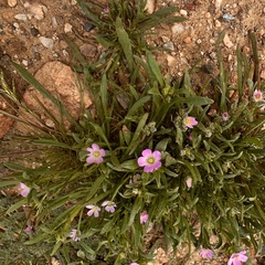 Calandrinia menziesii