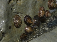 Cellana denticulata
