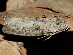 Elesma subglauca