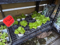 Pinguicula gigantea