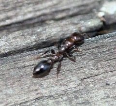 Pseudomyrmex ejectus