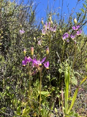 Primula clevelandii