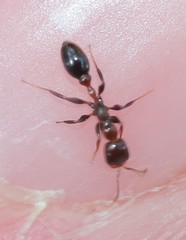 Pseudomyrmex ejectus