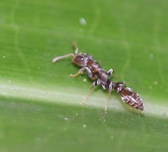Pseudomyrmex oculatus