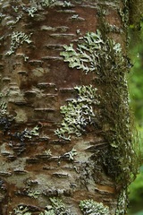 Betula neoalaskana