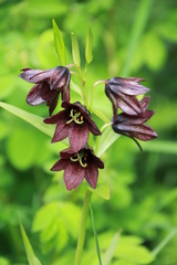 Fritillaria camschatcensis