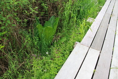 Fritillaria camschatcensis