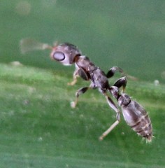 Pseudomyrmex oculatus