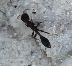 Pseudomyrmex ejectus
