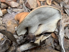 Albatrellus