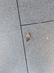 Dasypodia cymatodes