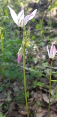 Primula clevelandii