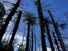 Sequoia sempervirens