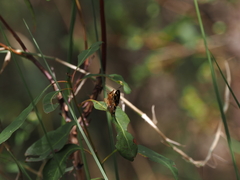 Trapezites symmomus