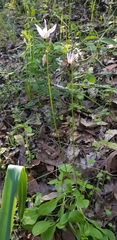 Primula clevelandii