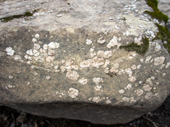 Dermatocarpon reticulatum