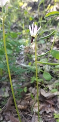 Primula clevelandii