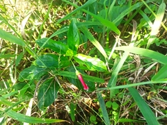 Fuchsia loxensis