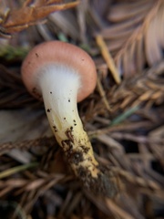 Gomphidius subroseus