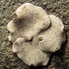 Dermatocarpon reticulatum