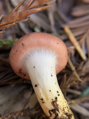 Gomphidius subroseus